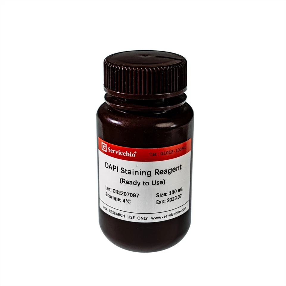 DAPI Staining Reagent (Ready To Use) DAPI Staining Reagent (Ready To Use)