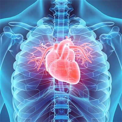 Antibody Focus | Cardiovascular-related Antibodies
