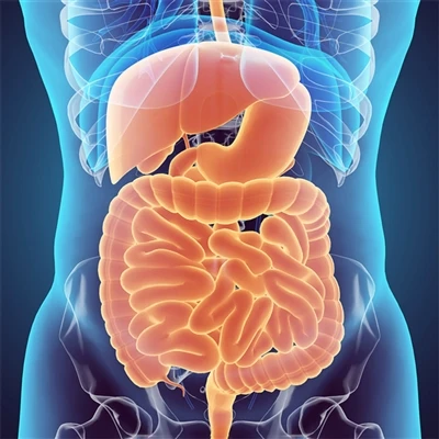 Antibody Focus | Digestive System Antibodies
