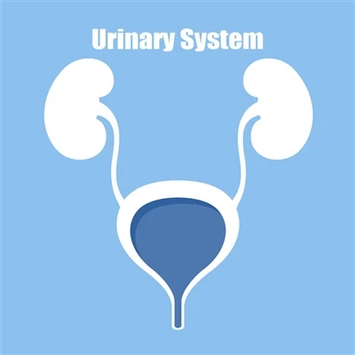 Antibody Focus | Urinary System Related Antibodies