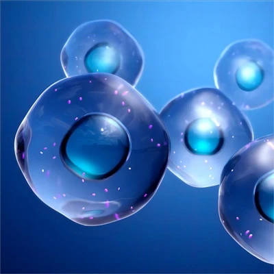 Antibody Focus | Immune B Cell Markers