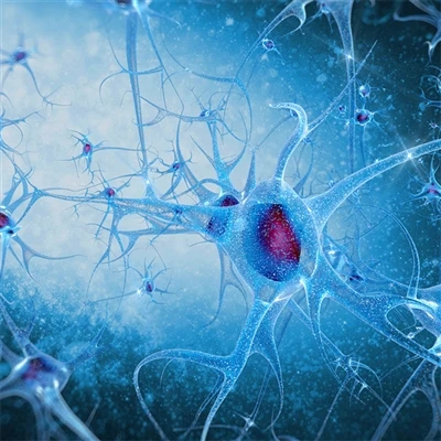 Antibody Focus | Neuronal And Glial Cell Markers