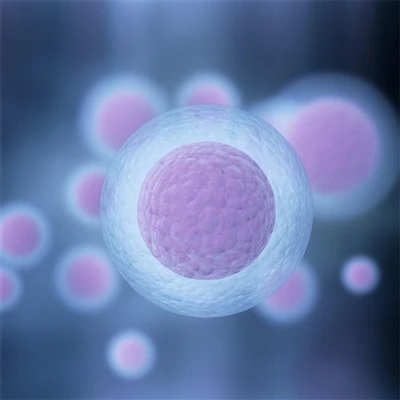 Apoptosis-Related Antibodies | Understanding Cell Apoptosis