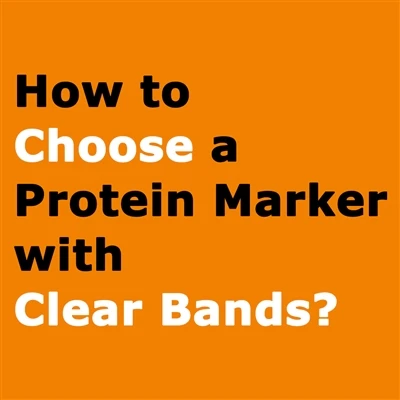 How To Choose A Protein Marker With Clear Bands?