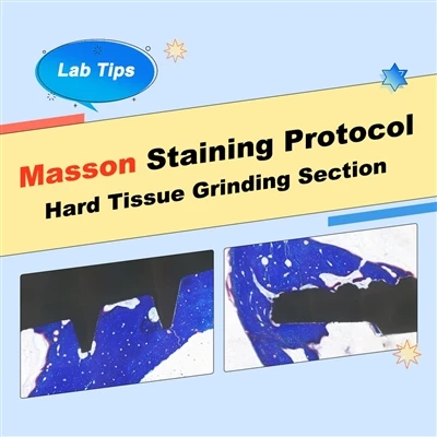 Hard Tissue Grinding Section Masson Staining Protocol