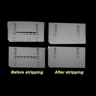 When Is Antibody Stripping Needed in A WB Experiment?