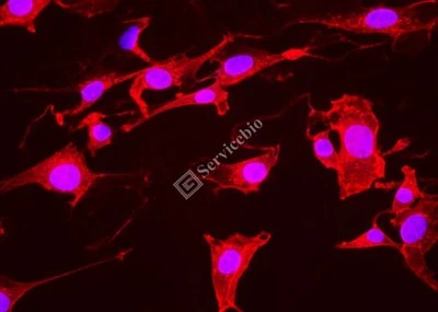 ® IF555-Wheat Germ Agglutinin (WGA，Red Light)
