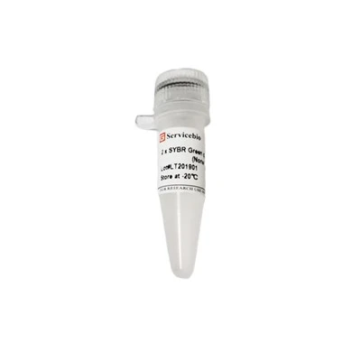 2×SYBR Green QPCR Master Mix (None ROX)