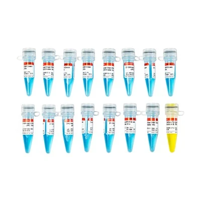 2×Universal Blue SYBR Green QPCR Master Mix With 40×Yellow Template Dilution Buffer