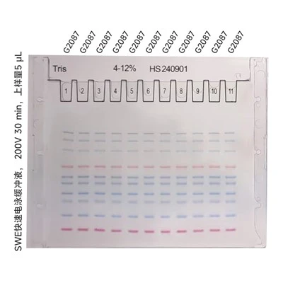 4-12% Tris SwePAGE Pre-Cast Gel (11-well)