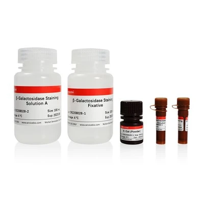 Aging Cell β-galactosidase Staining Kit