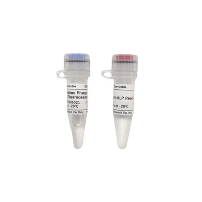 Alkaline Phosphatase (Thermosensitive)