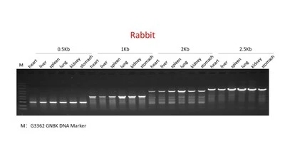 Animal Tissue Direct PCR Kit