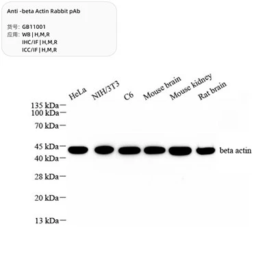 Anti-beta Actin Rabbit PAb