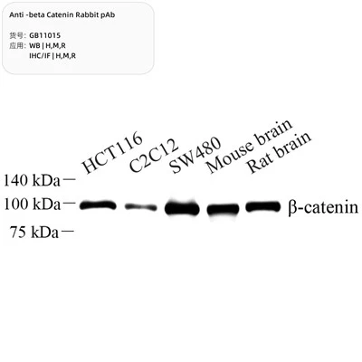 Anti-beta Catenin Rabbit PAb