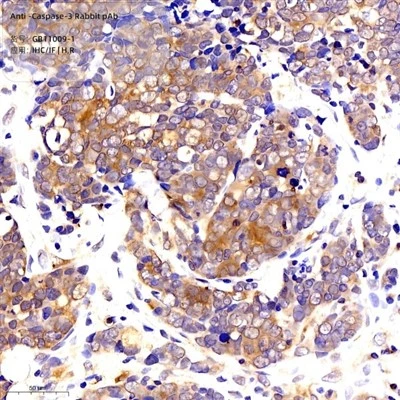 Anti-Caspase-3 Rabbit PAb