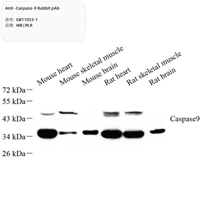 Anti-Caspase-9 Rabbit PAb