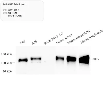 Anti-CD19 Rabbit PAb