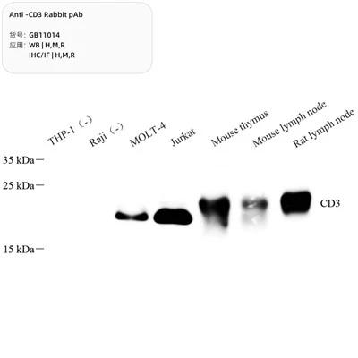 Anti-CD3 Rabbit PAb