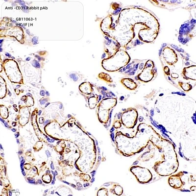 Anti-CD31 Rabbit PAb