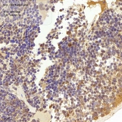 Anti-CD4 Rabbit PAb