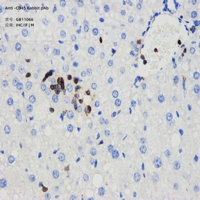Anti-CD45 Rabbit PAb