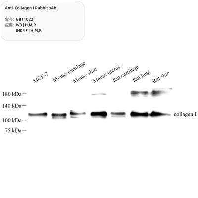 Anti-Collagen I Rabbit PAb