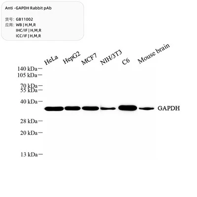 Anti-GAPDH Rabbit PAb