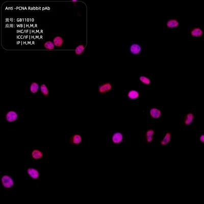 Anti-PCNA Rabbit PAb