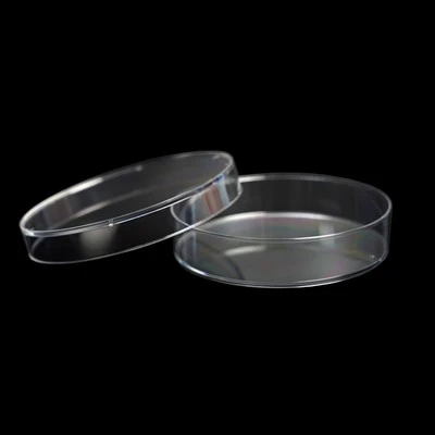 Bacteria Petri Dish
