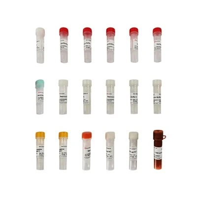 Click-iT 594 Tunel Cell Apoptosis Detection Kit