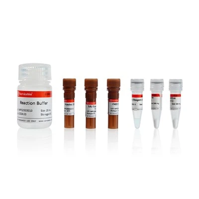 Click-iT EdU-488 Cell Proliferation Detection Kit