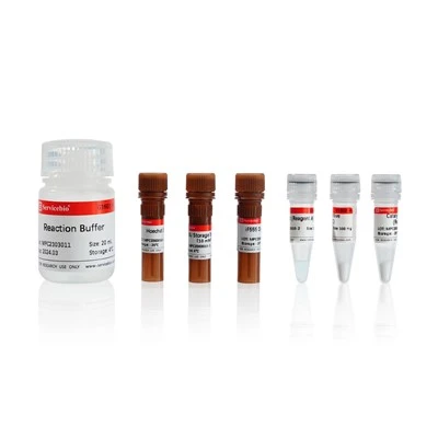 Click-iT EdU-555 Cell Proliferation Assay Kit