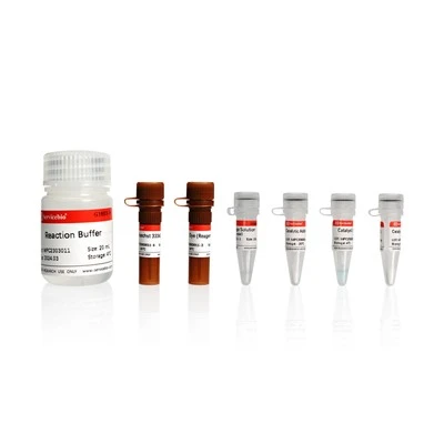 Click-iT EdU-594 Cell Proliferation Assay Kit