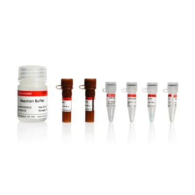 Click-iT EdU-647 Cell Proliferation Assay Kit