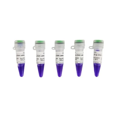 GN100bp DNA Ladder II