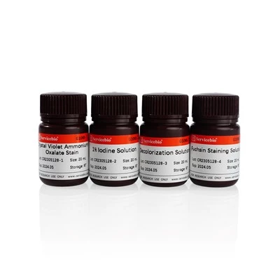Gram Staining Kits