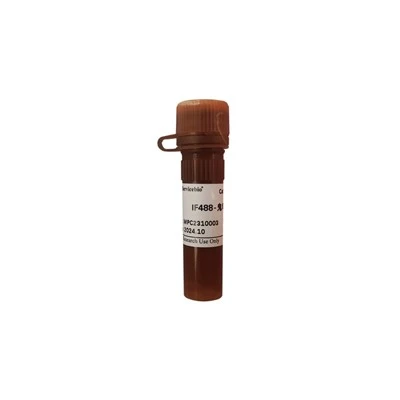 IF488-Phalloidin Stain