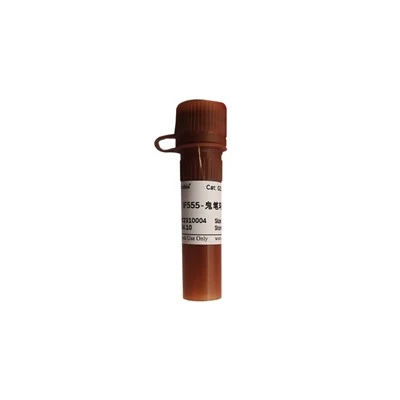 IF555-Phalloidin Stain