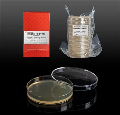 LB Agar Plate (Kanamycin & Ampicillin)