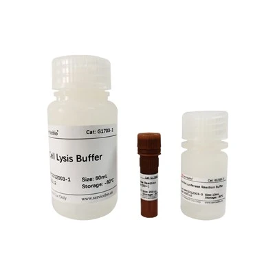 Mono-Lumi Ranilla Luciferase Reporter Gene Assay Kit