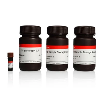 Plant Superoxide Anion Stain (NBT)