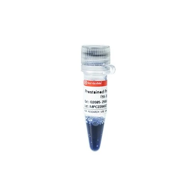 Prestained Protein Marker VI (55-320 KDa)