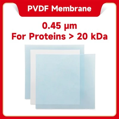 PVDF Membrane (0.45 μm)