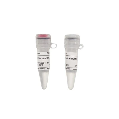 Recombinant RNase A（10 Mg/mL）