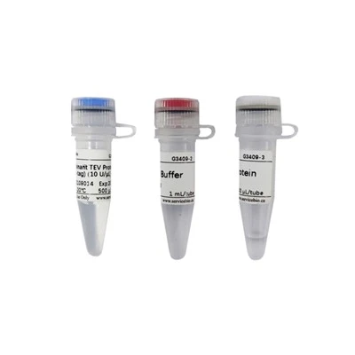 Recombinant TEV Protease (His-tag)