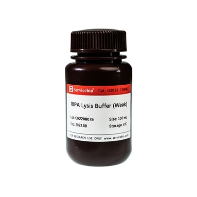 RIPA Lysis Buffer (Weak)