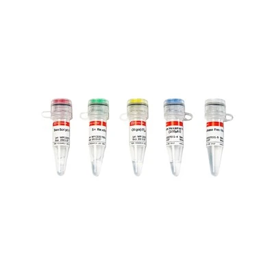 SweScript RT I First Strand CDNA Synthesis Kit