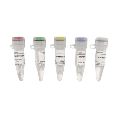 SweScript RT II First Strand CDNA Synthesis Kit