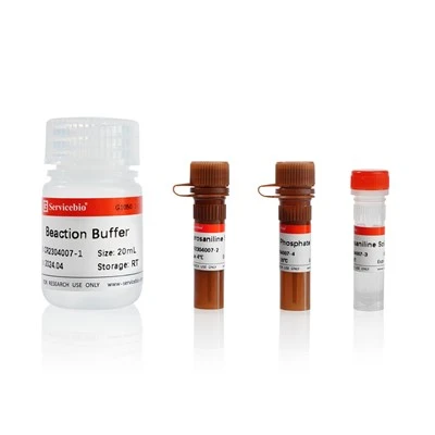TRAP Staining Kit